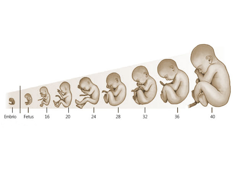 Развој бебе у првом триместру - Из седмице у седмицу (1-13 седмице)